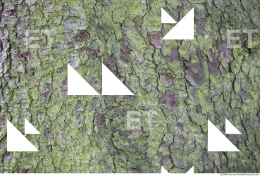 Tree Bark