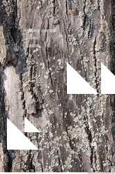 Trees Bark 0003