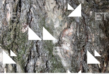 Trees Bark 0016