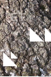 Trees Bark 0002