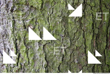 Trees Bark 0006