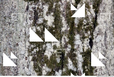 Trees Bark 0013