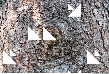 Tree Bark