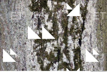 Tree Bark