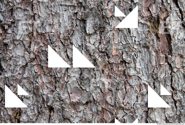Trees Bark 0004