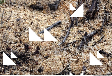 Wood Chips