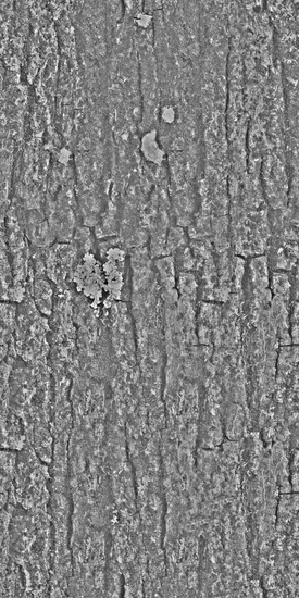 Seamless Tree Bark