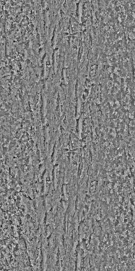 Seamless Tree Bark