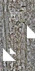 Seamless Tree Bark
