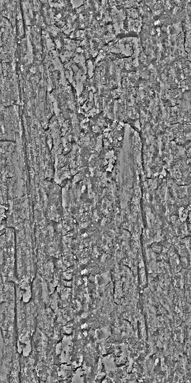 Seamless Tree Bark