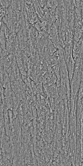 Seamless Tree Bark