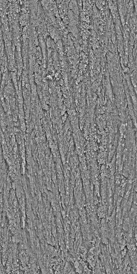 Seamless Tree Bark