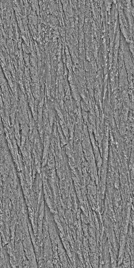Seamless Tree Bark