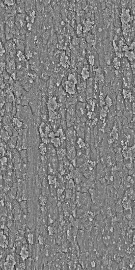 Seamless Tree Bark