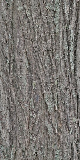 Seamless Tree Bark