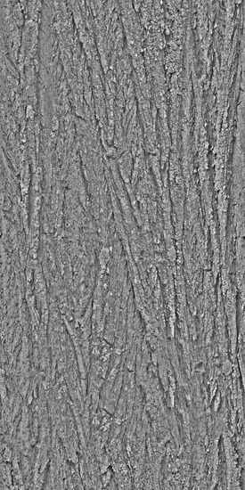 Seamless Tree Bark