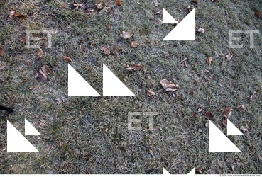 Photo Texture of Grass