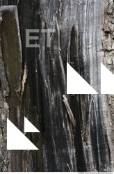 Trees Bark 0001