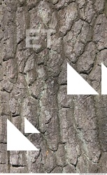 Trees Bark 0005