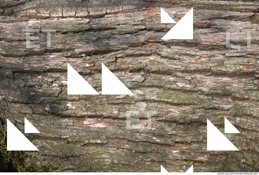 Trees Bark 0004