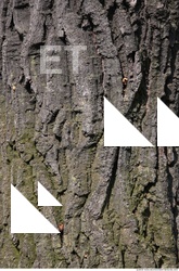 Trees Bark 0006