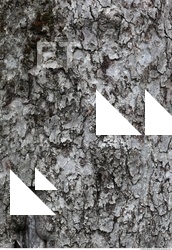 Tree Bark