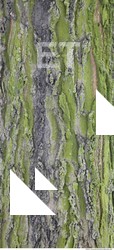 Tree Bark