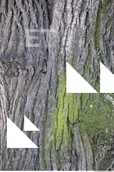 Tree Bark