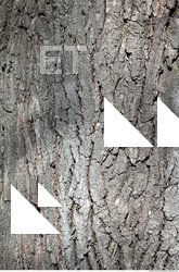 Tree Bark