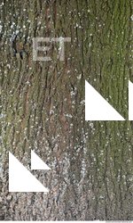 Tree Bark