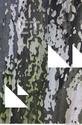 Tree Bark