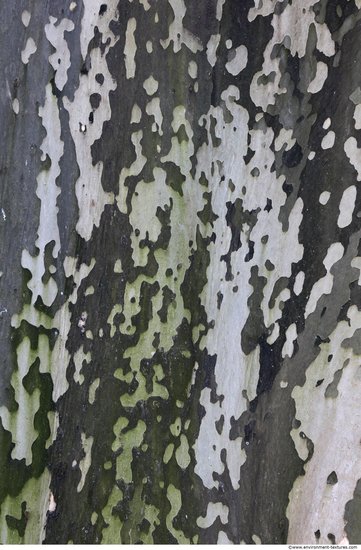 Tree Bark