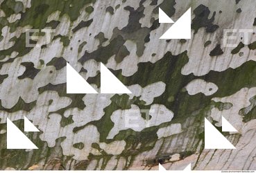 Tree Bark