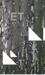 Tree Bark