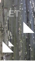 Tree Bark