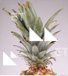 Pineapple 0016