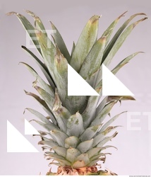 Pineapple 0017