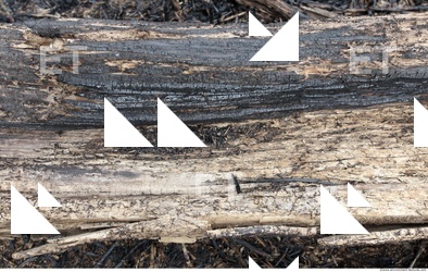 Burned Wood