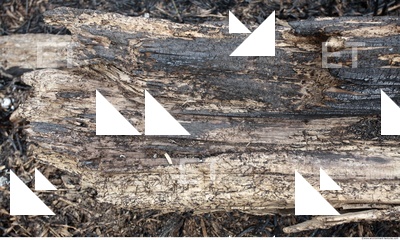 Burned Wood