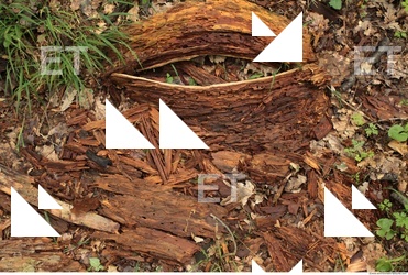 Decayed Wood