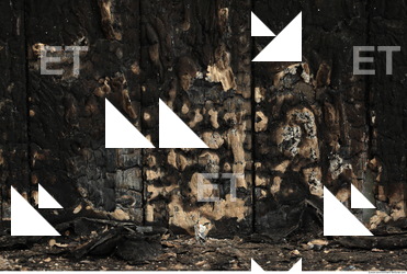 Burned Wood