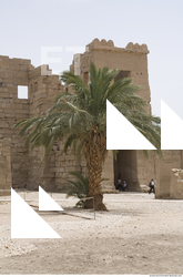 Photo Texture of Habu 0027