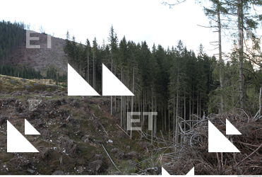 Photo Reference of Background Forest