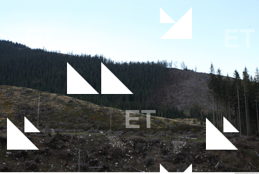 Photo Reference of Background Forest