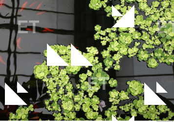 waterplants, plants,