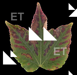 Plants Decals