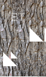 Tree Bark
