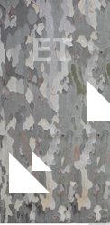 Tree Bark
