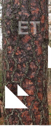 Tree Bark