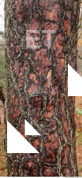 Tree Bark